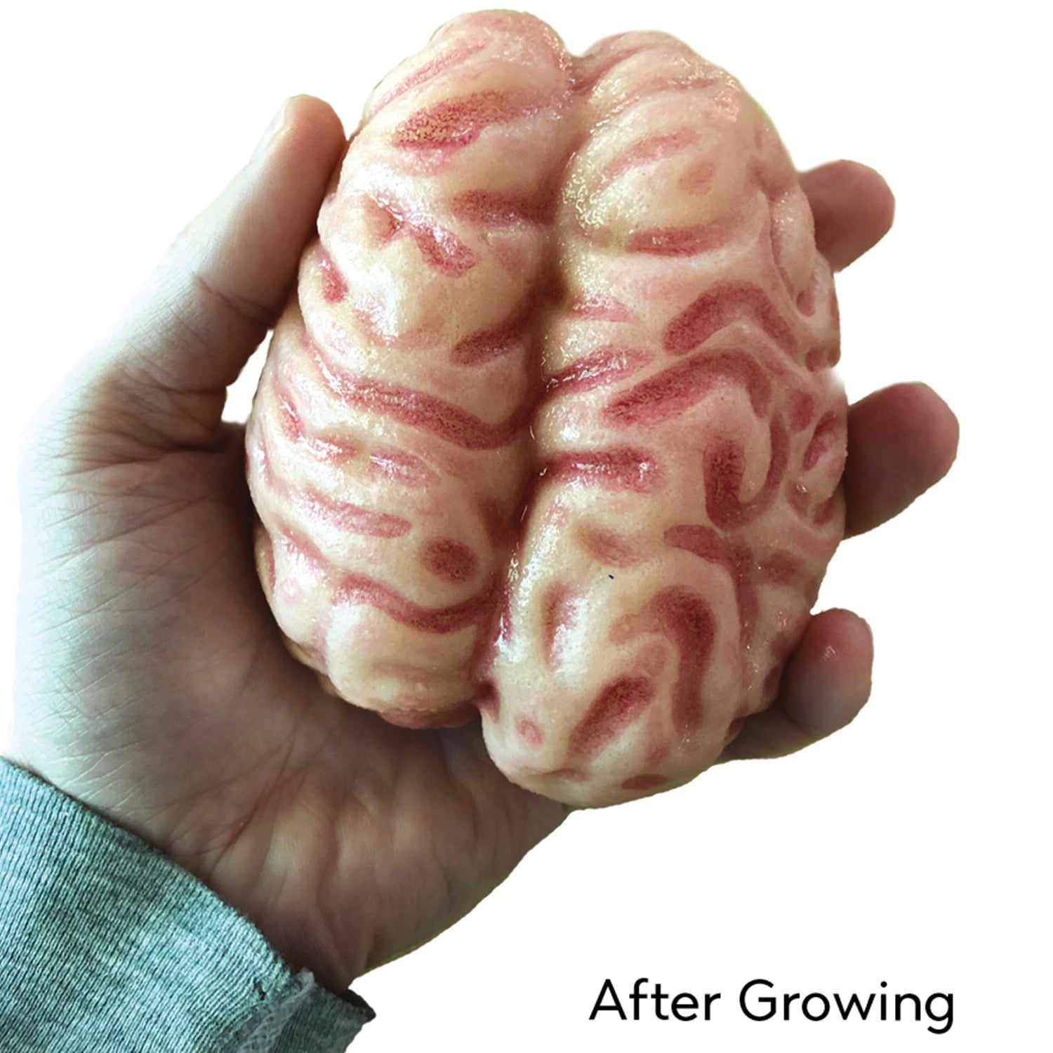 Extra Large Swell Polymer Brain | Grow your brain - Copernicus Toys