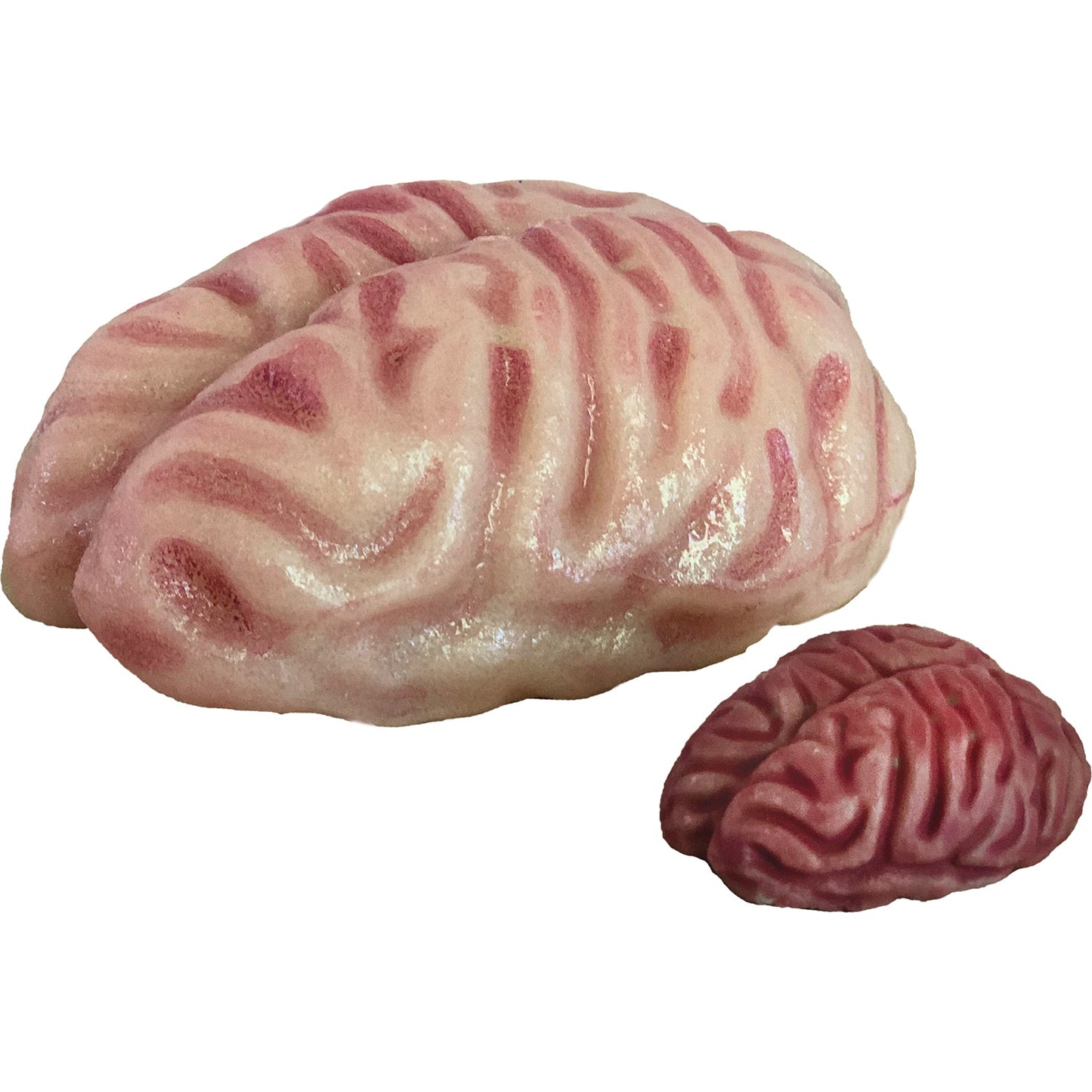 Extra Large Swell Polymer Brain | Grow your brain - Copernicus Toys