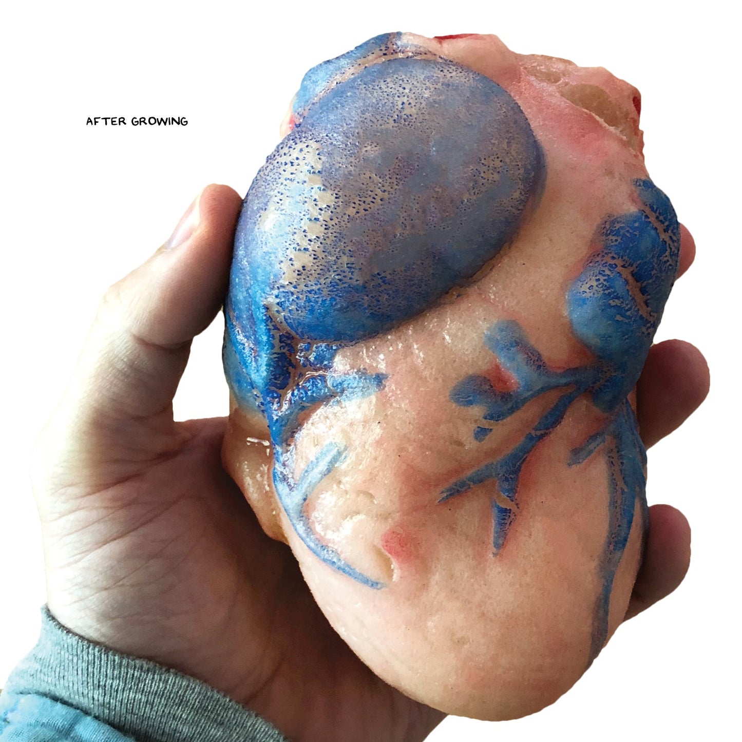 Extra Large Swell Polymer Heart | Show everyone your big heart - Copernicus Toys