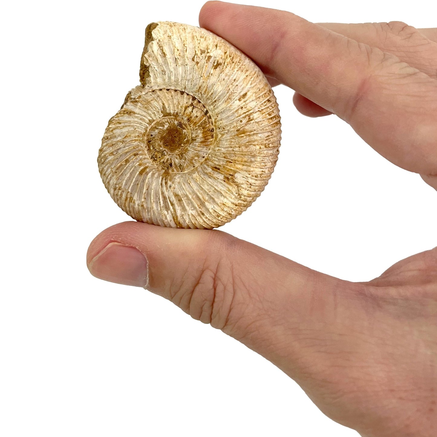 Giant Fossil Ammonite: Time Travel Club - Copernicus Toys