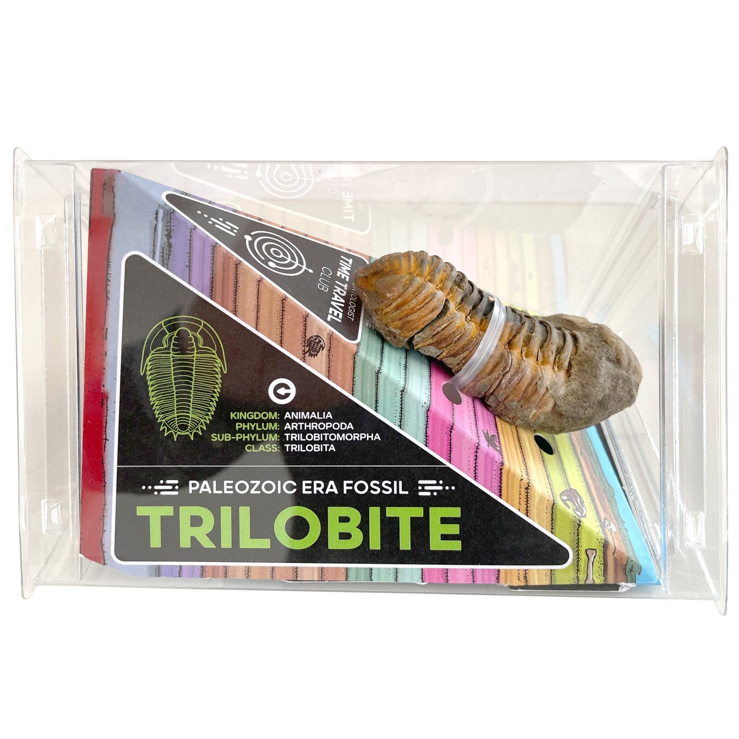 Tremendous Fossil Trilobite: Time Travel Club - Copernicus Toys