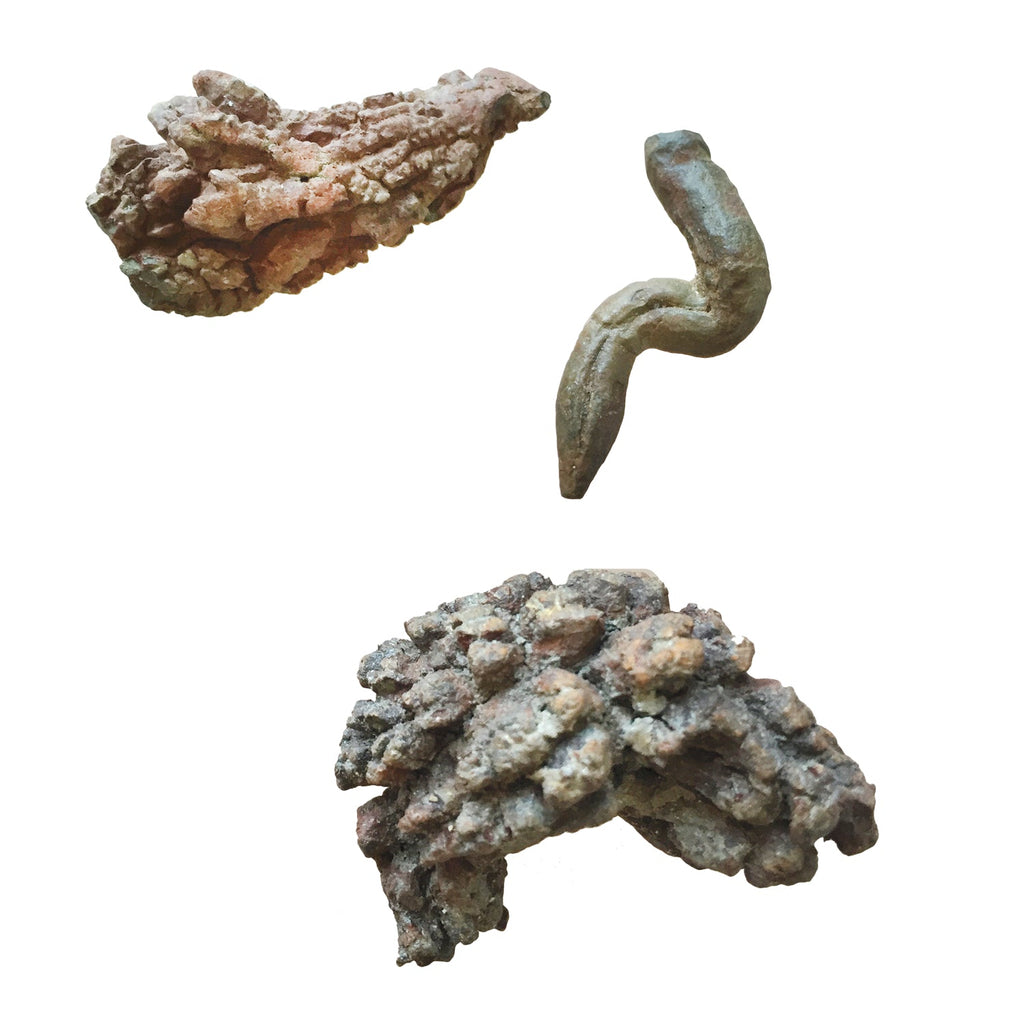 Coprolite - Copernicus Toys