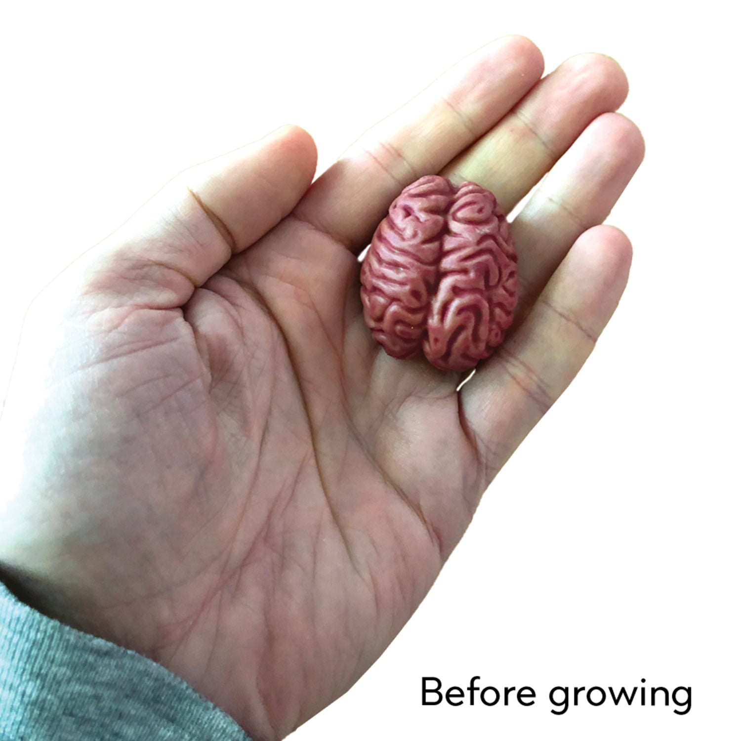 Extra Lumpy Brain Extra Large Swell Polymer Brain | Grow your brain – Copernicus Toys