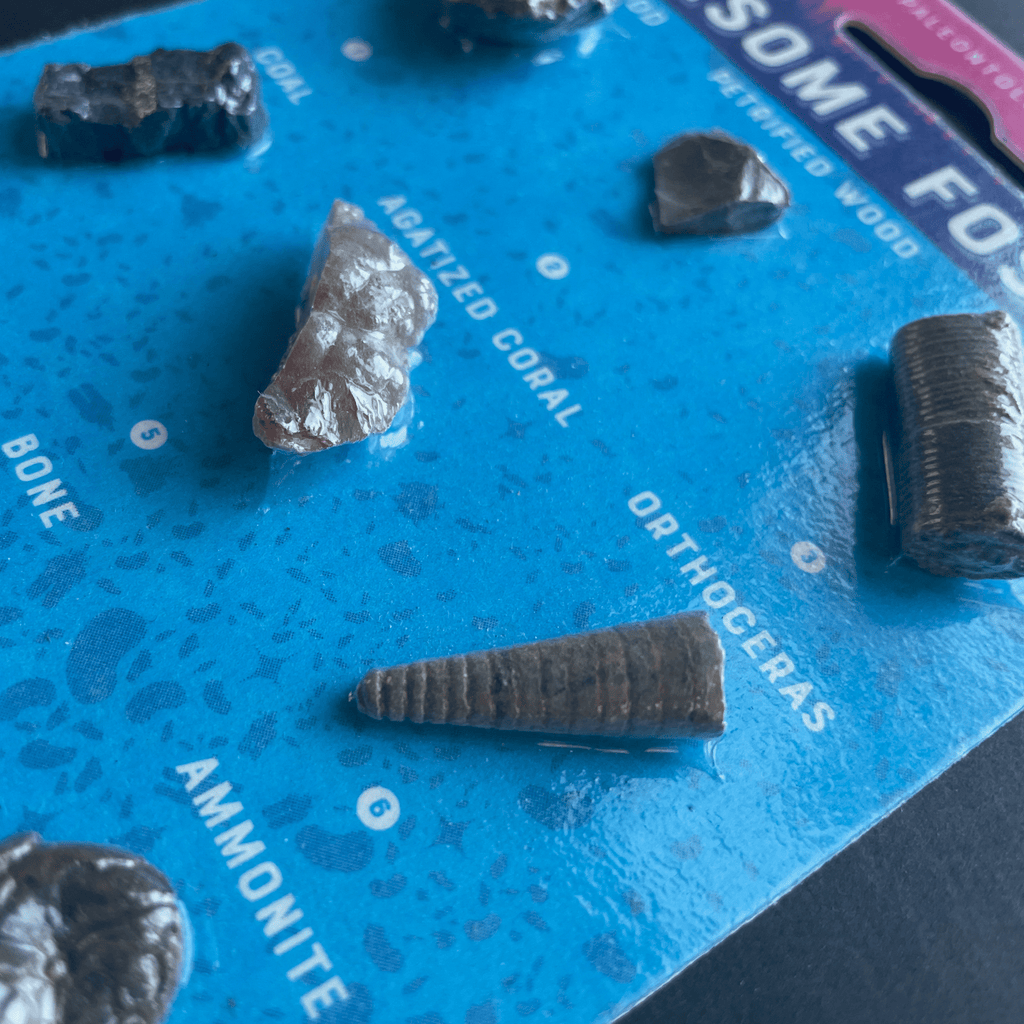 Fossil Collection Card - Copernicus Toys