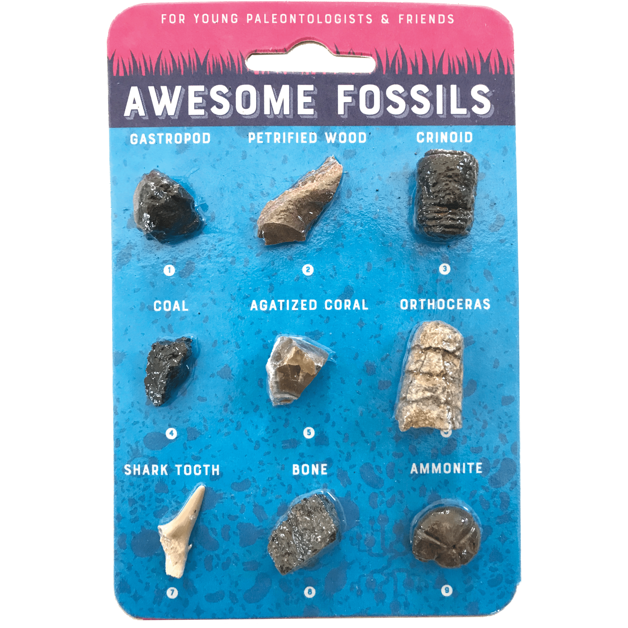 Fossil Collection Card - Copernicus Toys