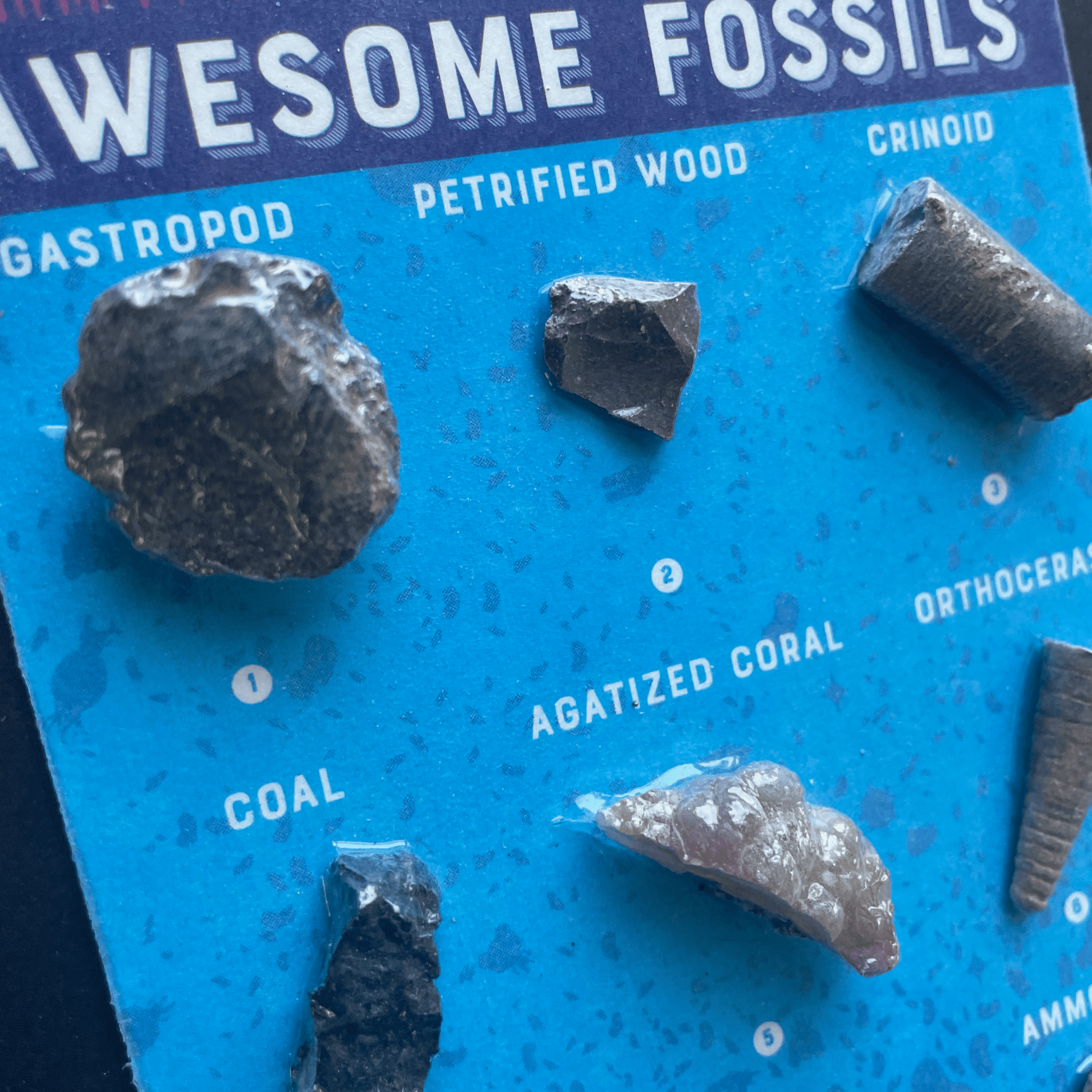 Fossil Collection Card - Copernicus Toys