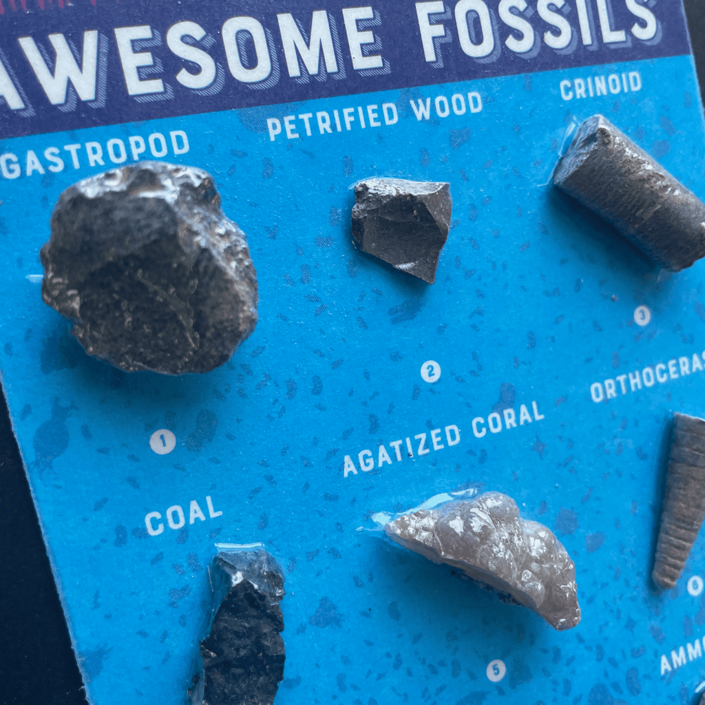 Fossil Collection Card - Copernicus Toys