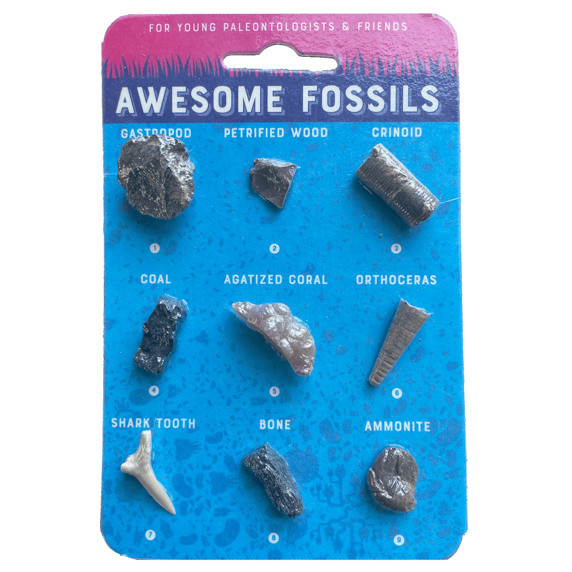 Fossil Collection Card - Copernicus Toys