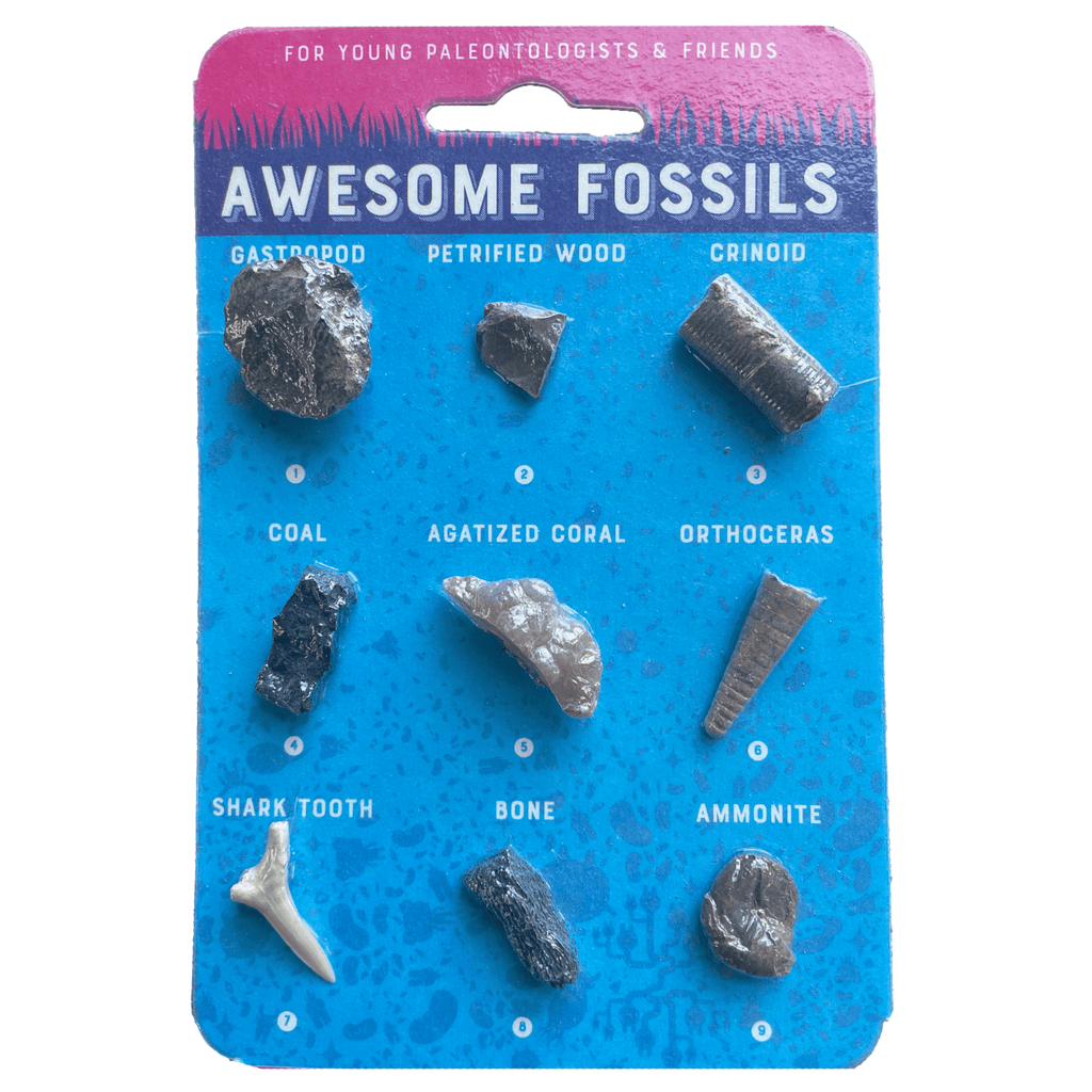 Fossil Collection Card - Copernicus Toys