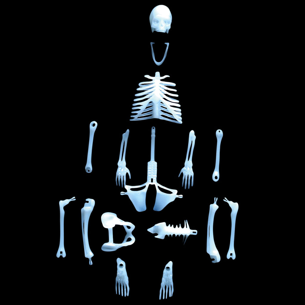Human Skeleton puzzle - Copernicus Toys