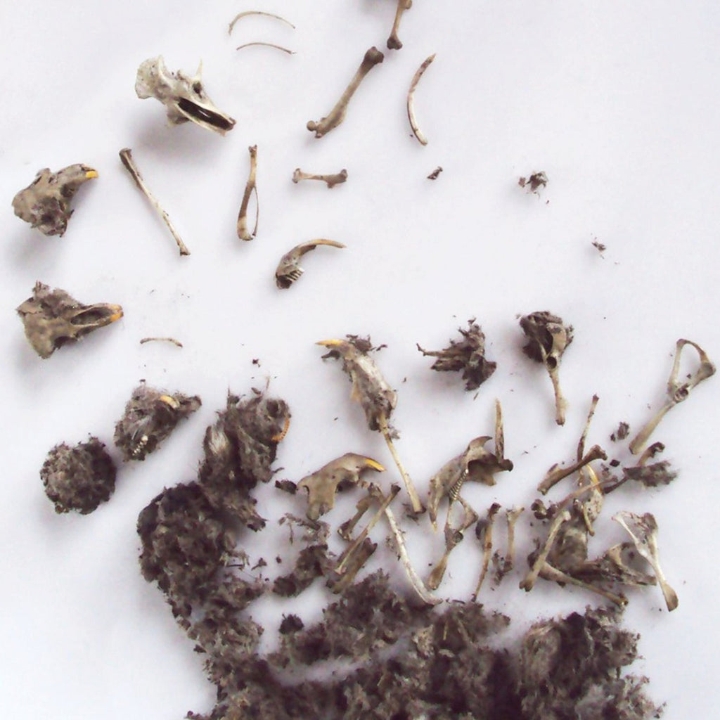 Owl Pellet dissecting kit - Copernicus Toys