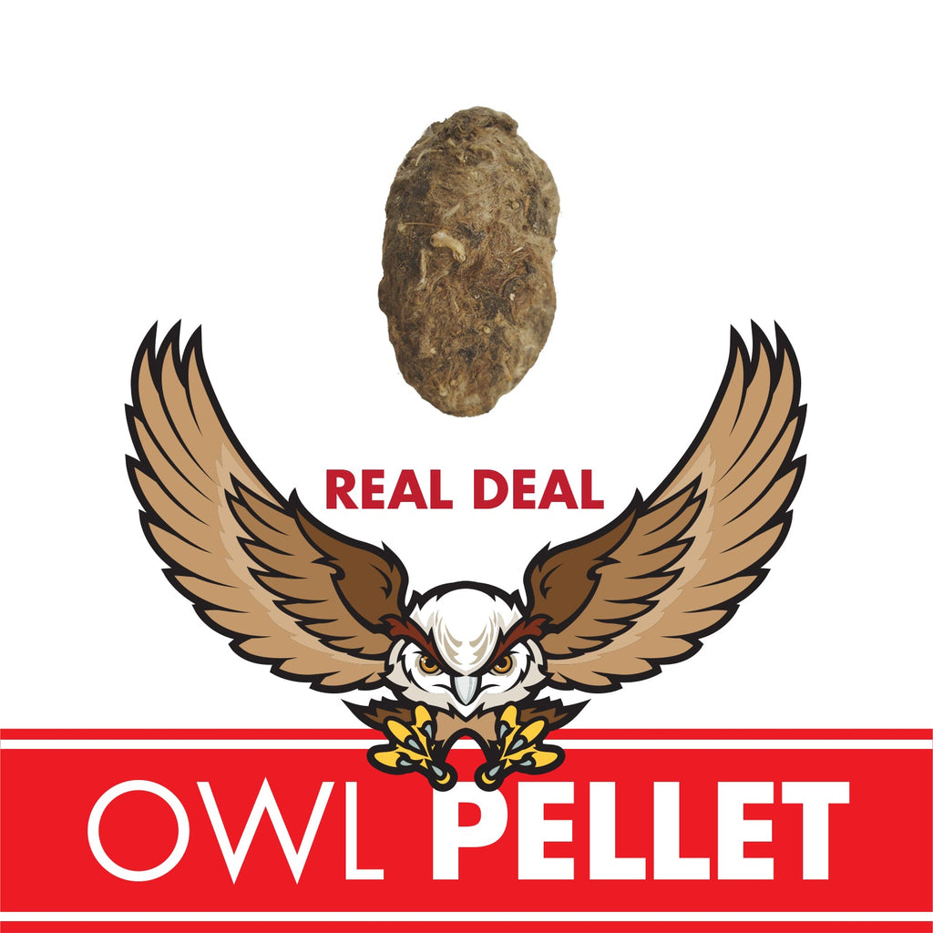 Owl Pellet dissecting kit - Copernicus Toys