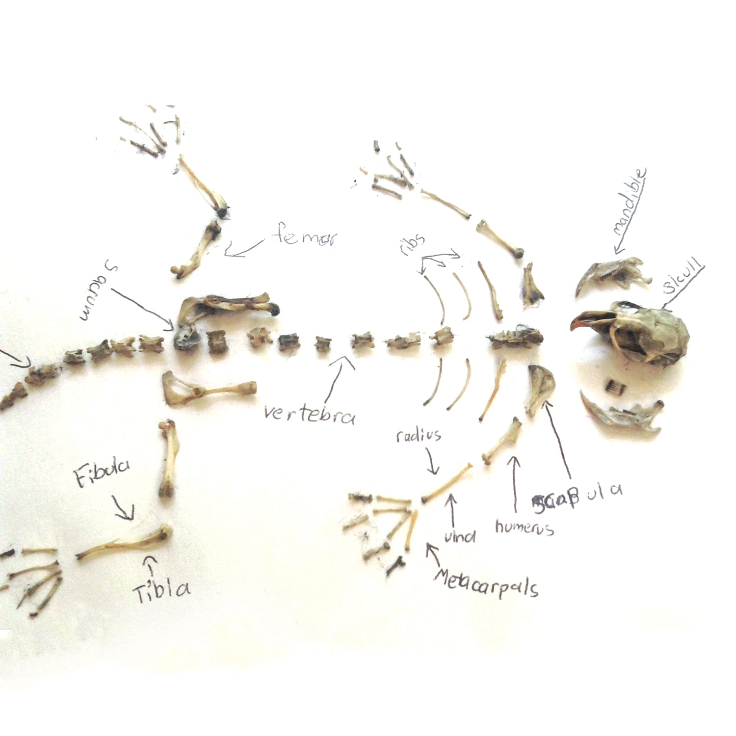 Owl Pellet dissecting kit - Copernicus Toys