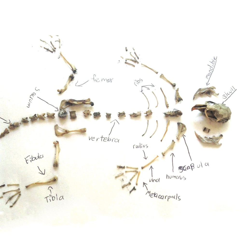 Owl Pellet dissecting kit - Copernicus Toys
