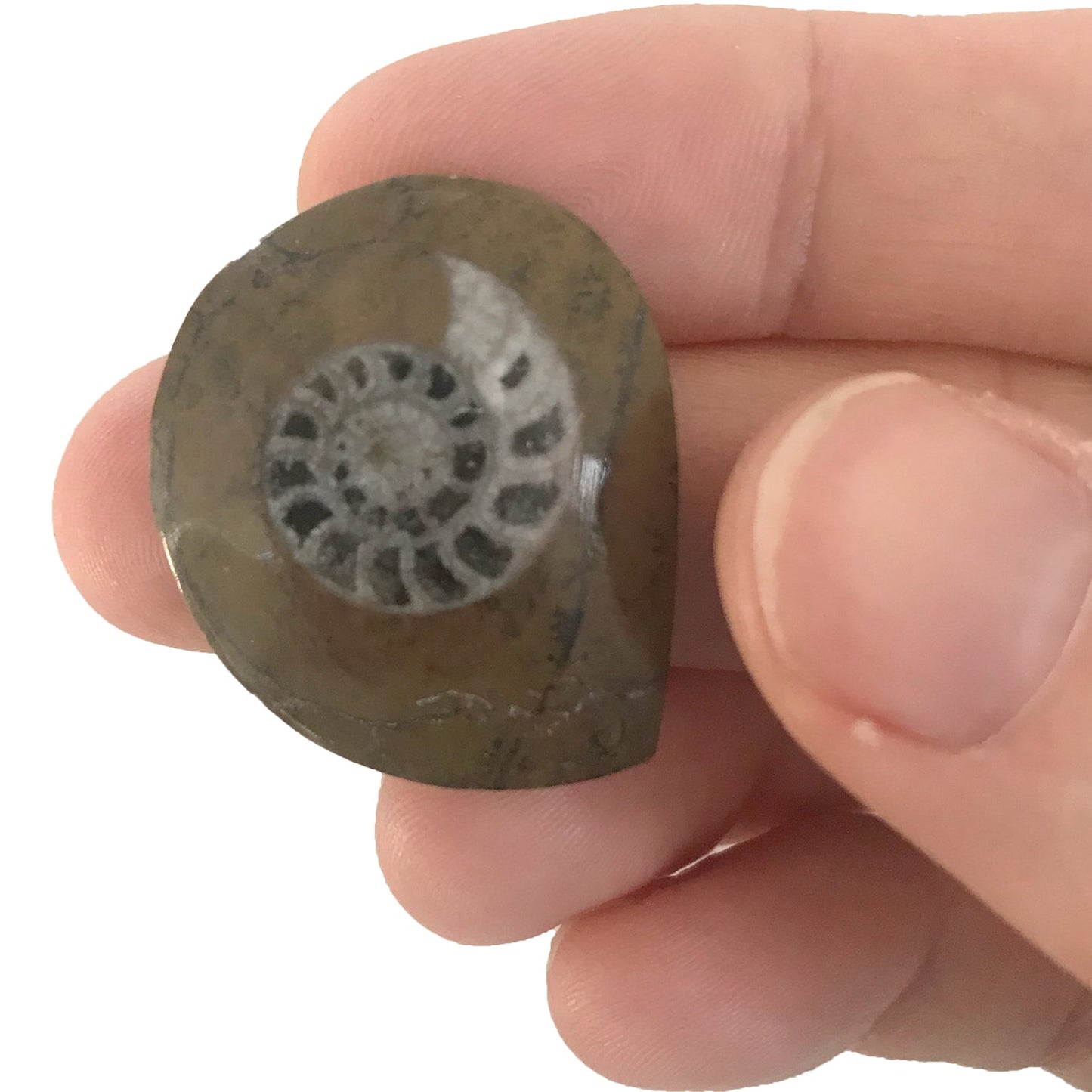 Ammonite - Copernicus Toys