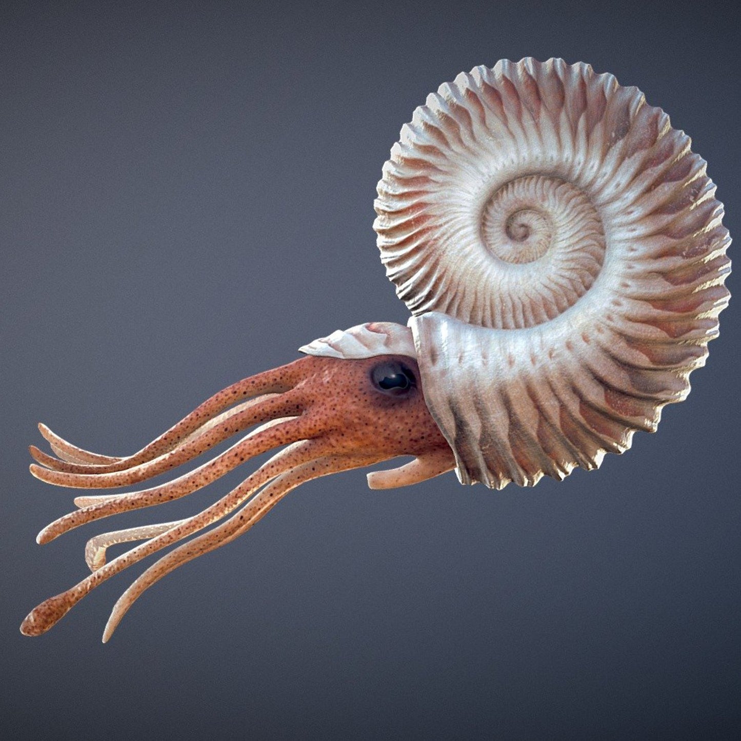 Ammonite - Copernicus Toys