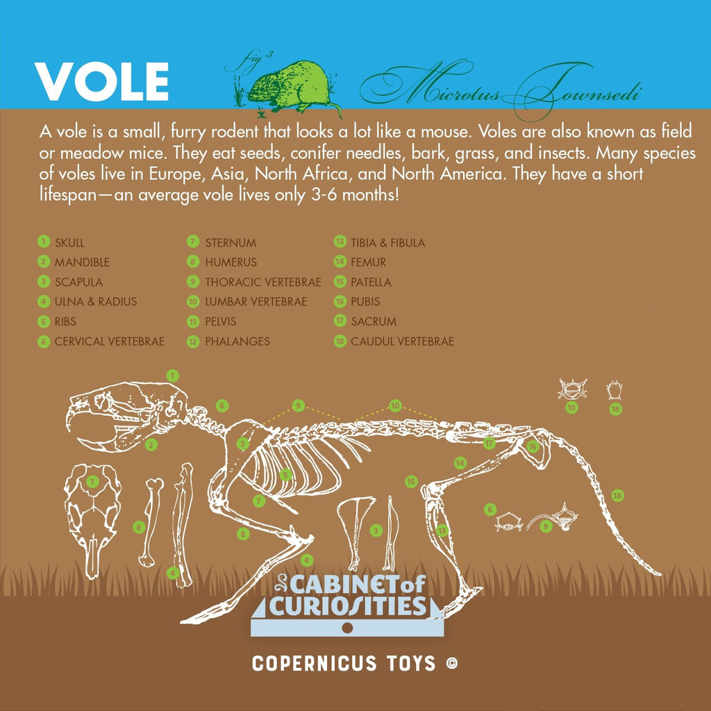 Cabinet of Owl Pellets - Copernicus Toys