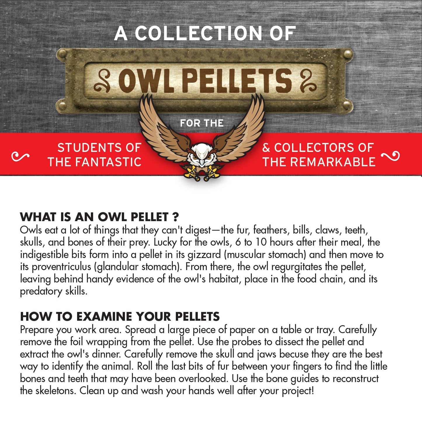 Cabinet of Owl Pellets - Copernicus Toys