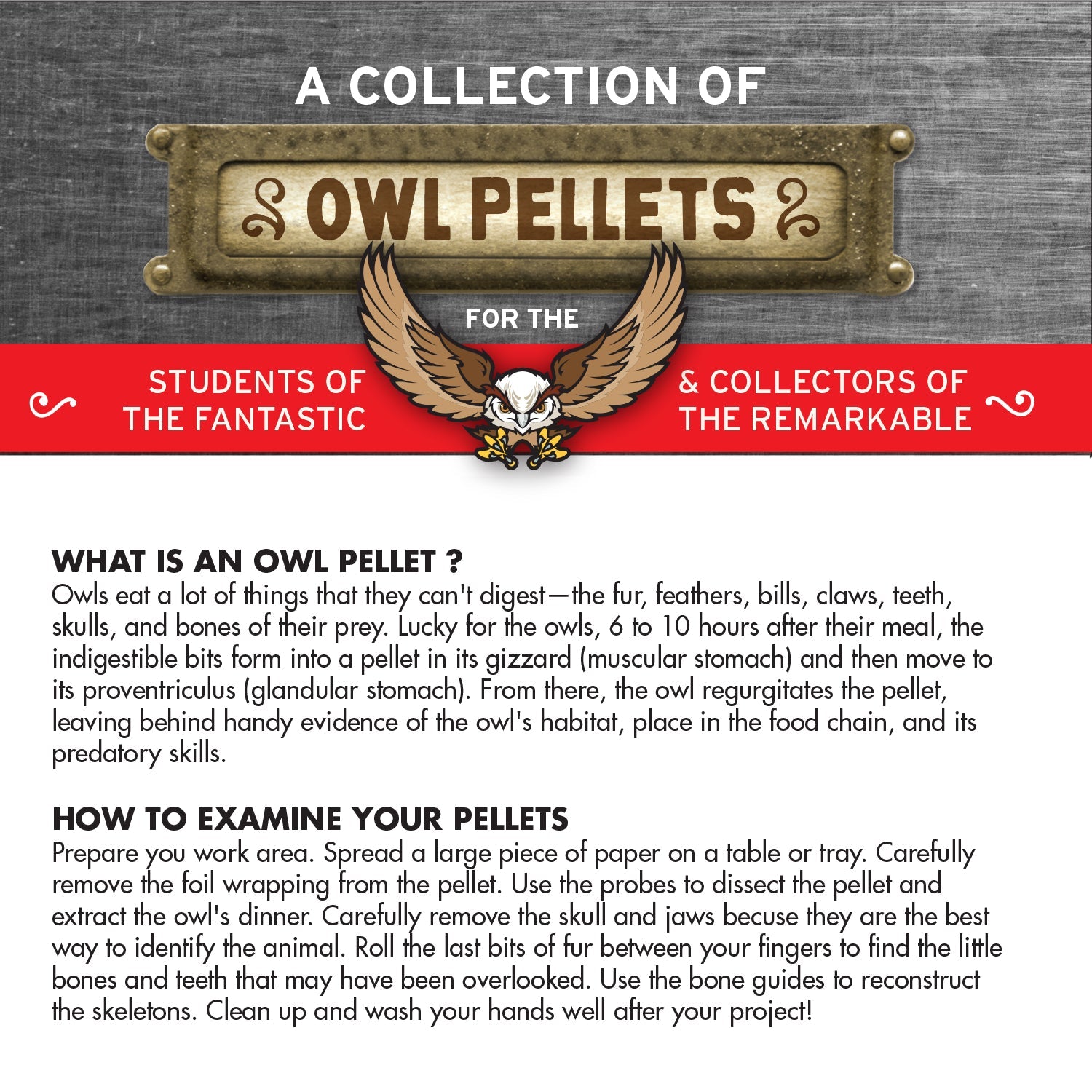 Cabinet of Owl Pellets - Copernicus Toys