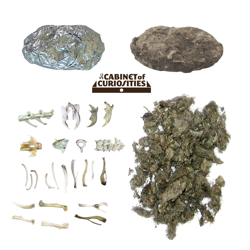 Cabinet of Owl Pellets - Copernicus Toys