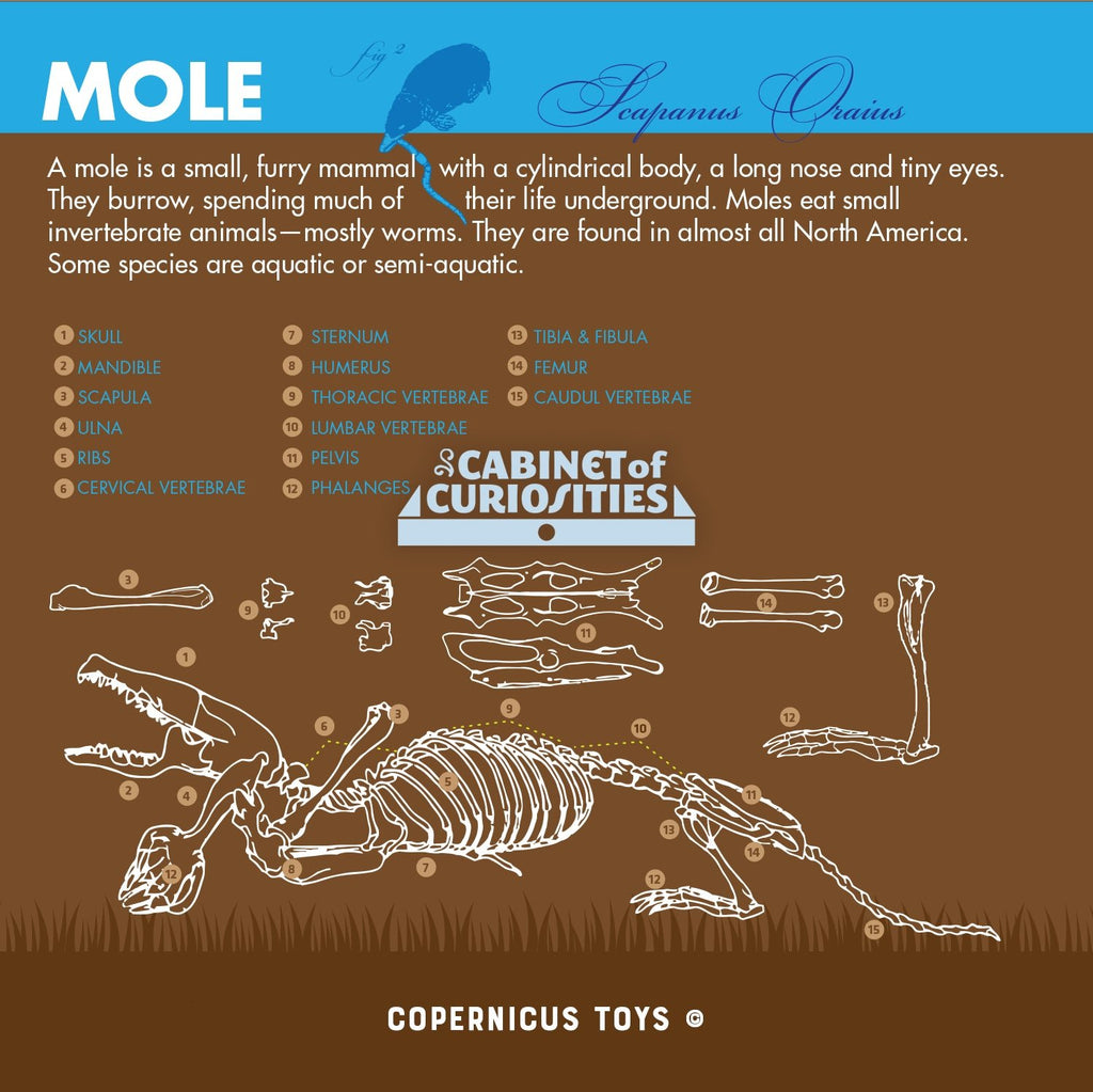 Cabinet of Owl Pellets - Copernicus Toys