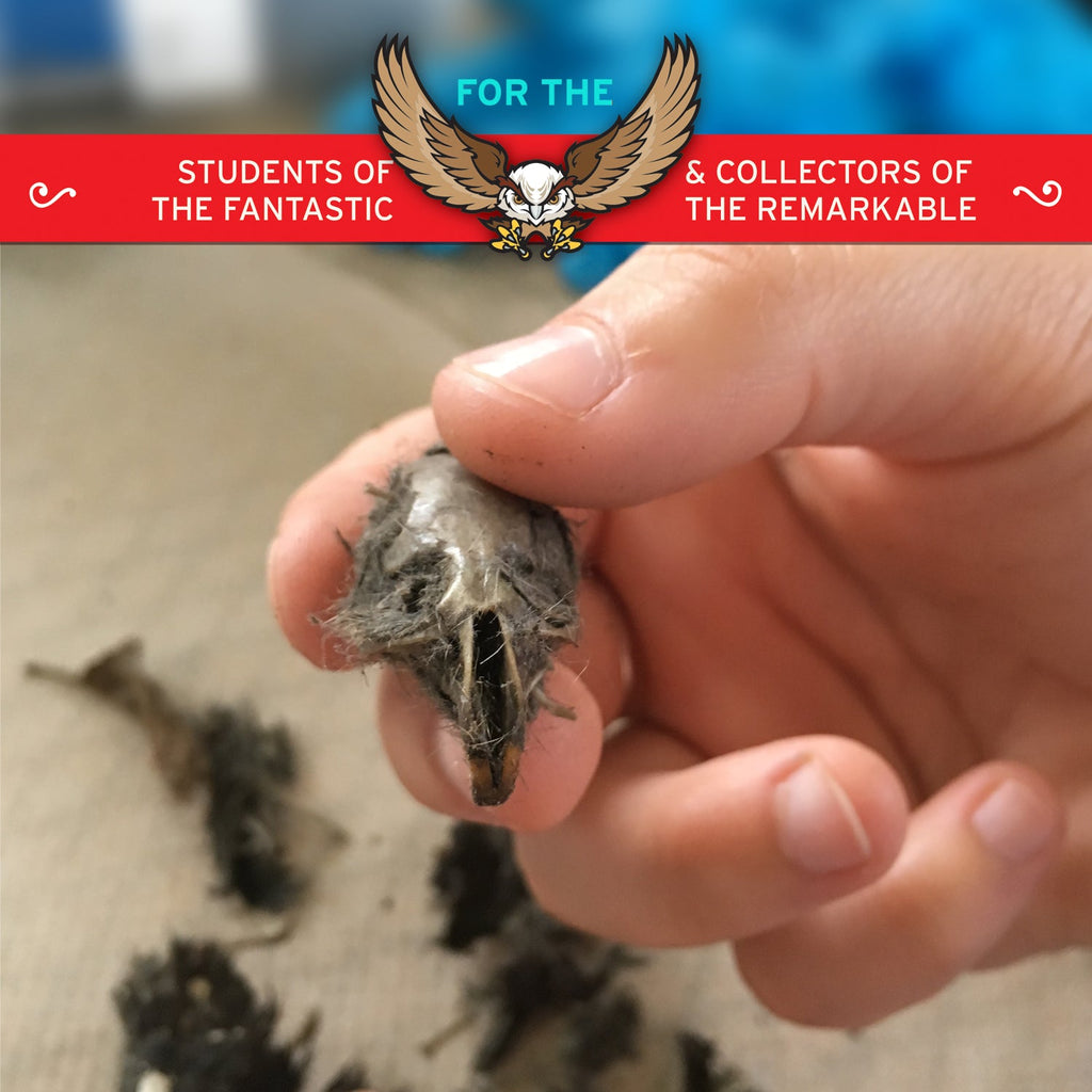 Cabinet of Owl Pellets - Copernicus Toys