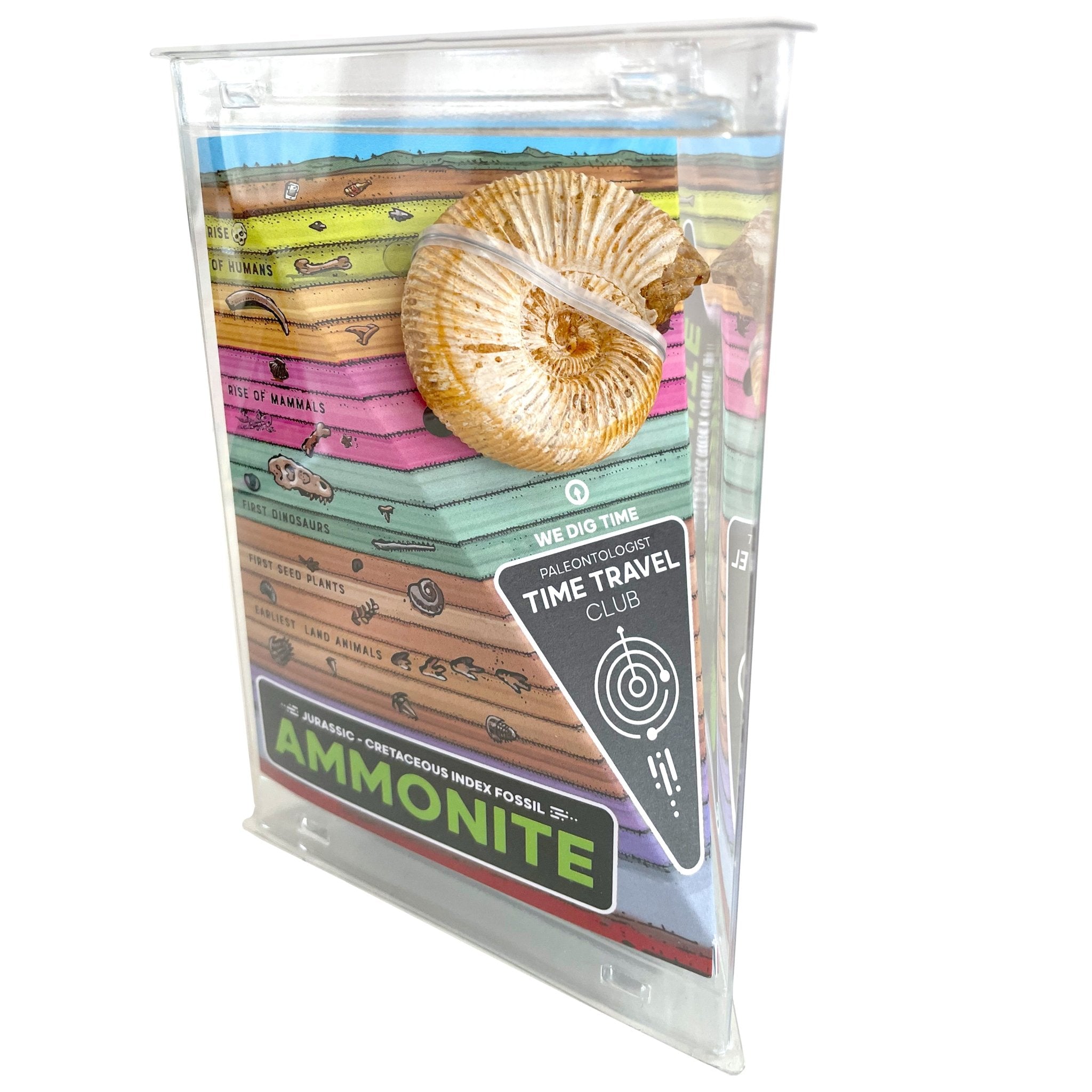 Giant Fossil Ammonite: Time Travel Club - Copernicus Toys