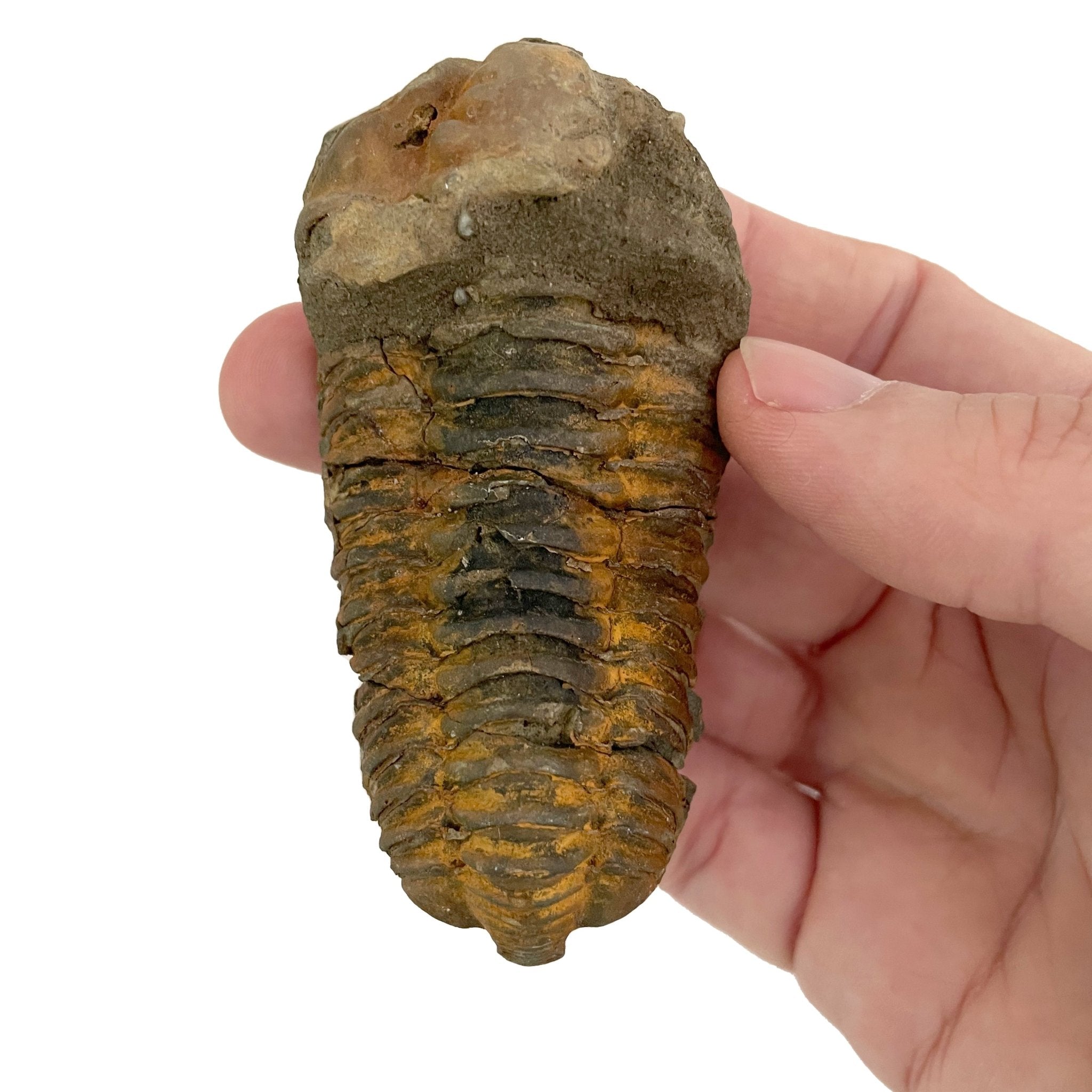 Tremendous Fossil Trilobite: Time Travel Club - Copernicus Toys